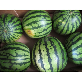 Wassermelone Mini 2 kg +-