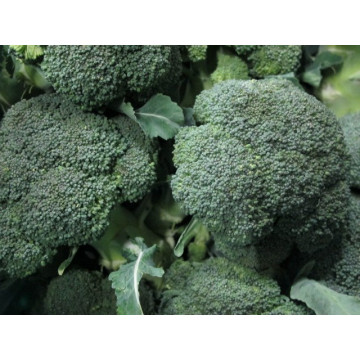 Broccoli Stk 350g +-