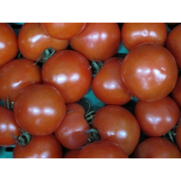 Tomaten rot lose 250g +-