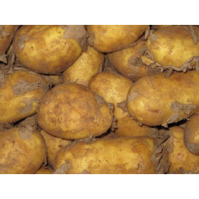 Kartoffeln Gunda 1kg