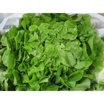 Eichblattsalat grün Stk