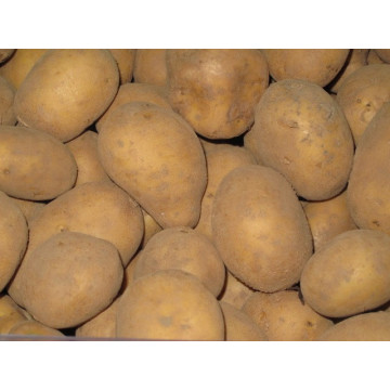 Kartoffeln Belana 1kg