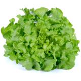 Eichblattsalat grün Eschenhof