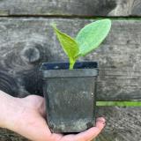 Kürbis Pflanze Muskat Eschenhof