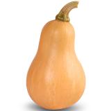 Kürbis Butternut mini Eschenhof