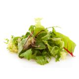 Frühlingsschnittsalat Eschenhof