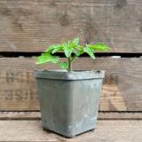 Tomatenpflanze Buschtomate Rotkäppchen Eschenhof