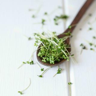 Kresse im Schälchen