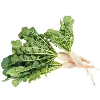 Radieschen Mix Eschenhof