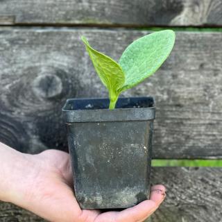 Kürbis Pflanze Muskat Mini