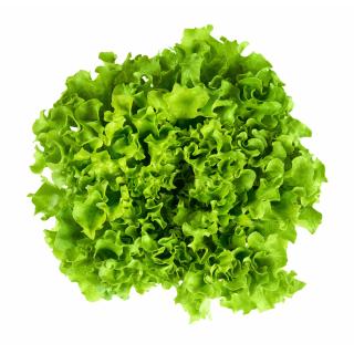 Batavia Salat aus der Region