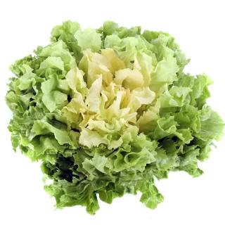 Endiviensalat Eschenhof