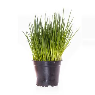 Schnittlauch im Topf