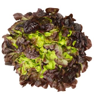 Kopfsalat rot