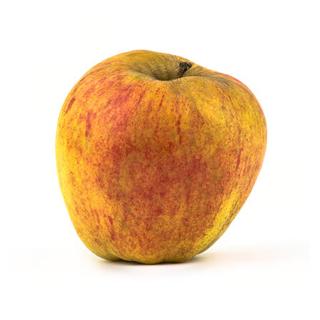 Historische Apfelsorte: Finkenwerder Herbstprinz