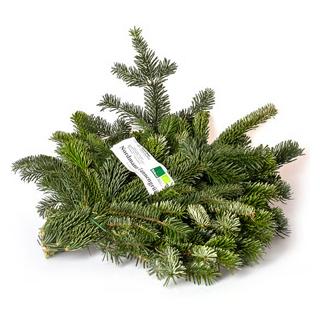 Bio-Nordmanntanne Handbund