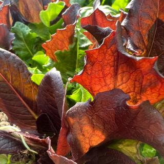 Baby Leaf Salat
