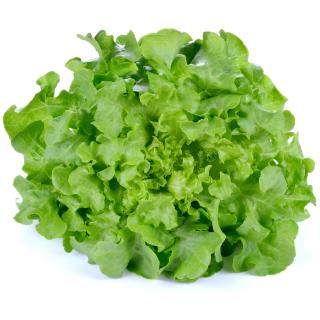 Eichblattsalat grün aus der Region