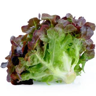 Eichblattsalat rot aus der Region