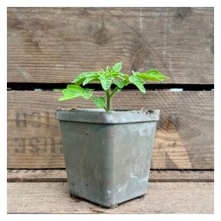 Tomatenpflanze Buschtomate Rotkäppchen Eschenhof