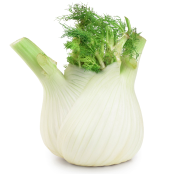 Fenchel Eschenhof