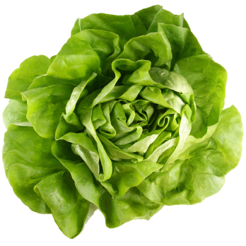 Kopfsalat grün Eschenhof