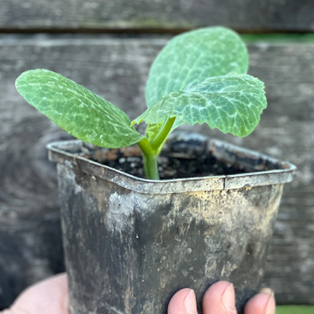 Zucchini Pflanze grün Eschenhof