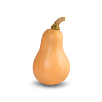 Kürbis Butternut Eschenhof mittelgroß