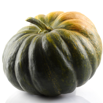 Kürbis Muskat mini Eschenhof
