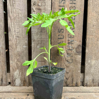 Tomatenpflanze Überraschung Eschenhof