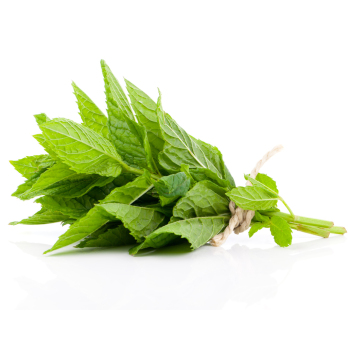 Minze Eschenhof Bund